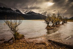 Willow Gold, Glenorchy, NZ - Steve Rutherford Landscape Photography Art Gallery