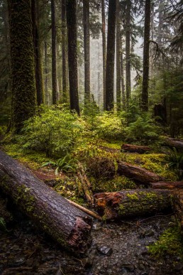 Lost, Sol Duc Forest - Steve Rutherford Landscape Photography Art Gallery